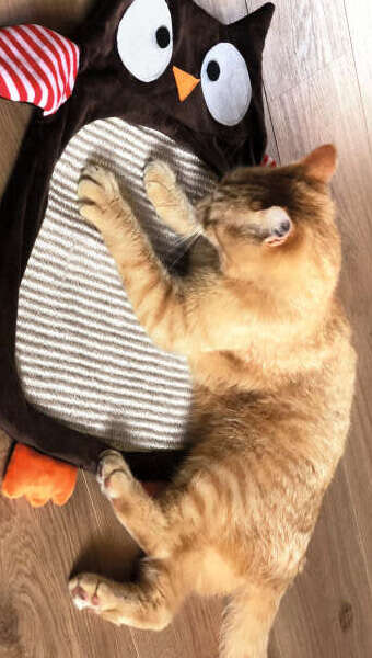 katze spielt auf kratzmatte